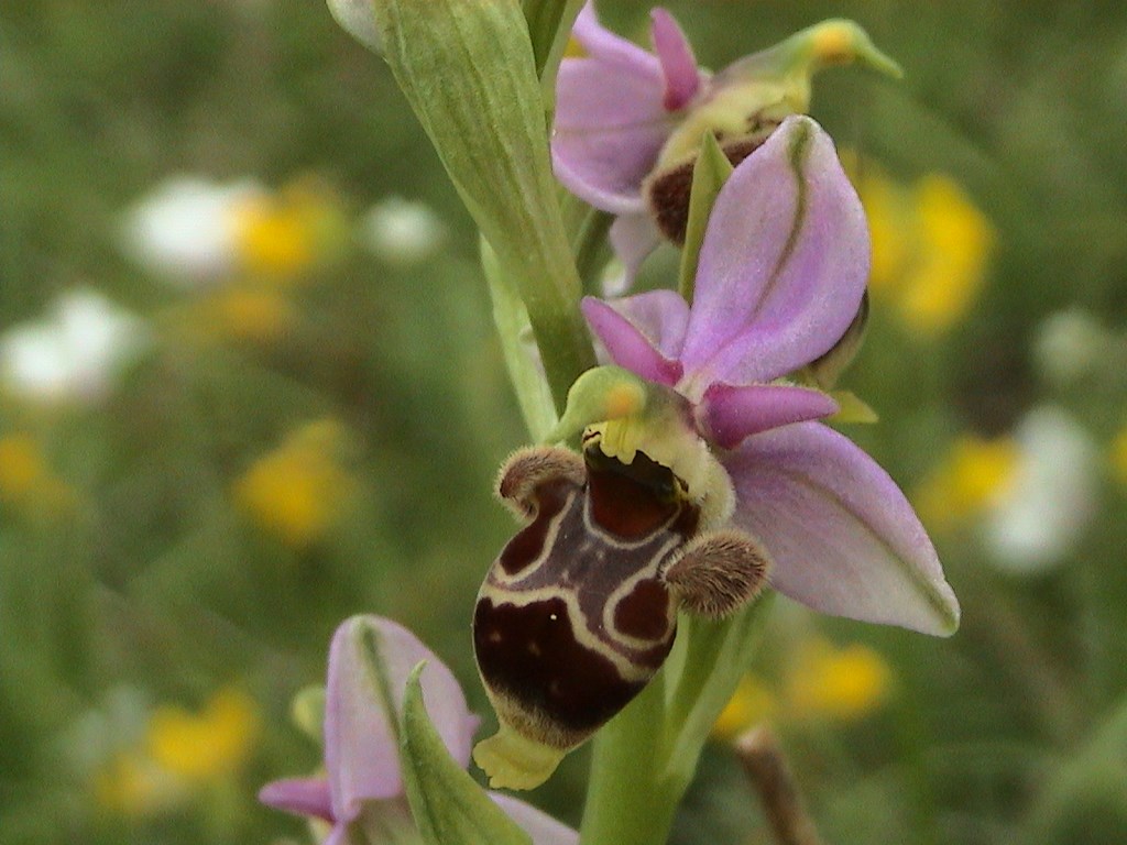 Orchidée dans le Parc des Grands Causses